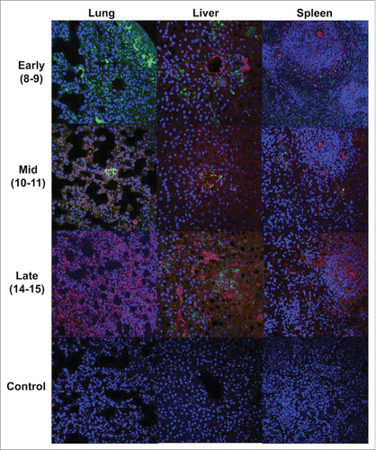 Figure 6. Merged immunofluorescent images of lung, liver and spleen tissues from Co-infected GPs stained for EBOV (green) and LASV (red) antigens. EBOV staining was more prominent in tissues at the early stage. Both EBOV and LASV antigens are present in tissues at mid phase, and predominantly LASV antigens are present in the late phase samples. The absence of yellow color in these images indicates that LASV and EBOV did not infect the same cell populations in the target tissues. Background fluorescence is apparent, as is nonspecific staining of the LASV antibody in endothelial tissue, which is a previously observed issue with the antibody used.