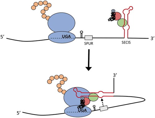 Figure 7. Model for the mechanism of action of the SPUR element. The SelS SECIS (red stem-loop) associates with SBP2 (green), EFSec (red), and the Sec tRNA (black). The interaction of the SPUR element (grey) with the SECIS brings the SECIS into position to interact with the ribosome at the UGA-Sec codon and facilitate Sec insertion.
