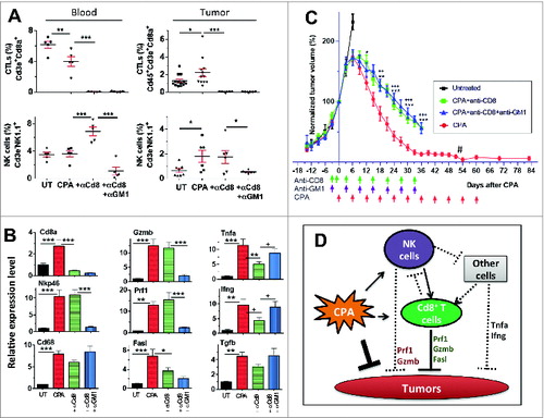 Figure 2. Contribution of CPA-140 induced NK cells and T cells to tumor regression. (A) FACS analysis of CTLs and NK cells in blood and tumors from untreated (“UT”) mice and from mice treated with CPA-140 (“CPA”), alone or in combination with anti-CD8a (“+αCd8”), or with anti-CD8a and anti-GM1 antibody (“+αCD8 +αGM1”). Error bar: mean ± SEM. Blood (cheek pouch sampling) and tumors were sampled 6 days after the second metronomic CPA injection. FACS analysis of blood CTLs and NK cells, n = 5 per group; and for tumor CTL and NK cell analysis, n = 8–13 untreated tumors, 6–12 CPA-treated tumors, 6 tumors treated with CPA + anti-CD8a, and 6 tumors treated with CPA + anti-Cd8a + anti-GM1. CD8+ T-cell depletion by anti-CD8a was 99% effective in blood and 97% effective in tumors. NK-cell depletion by anti-GM1 antibody against NK cells was 84% in blood and 69% in tumors. (B) Relative expression levels of the indicated immune cell and cytotoxic effector markers and Tgfb in untreated tumors (first bar) or in tumors treated with CPA-140, alone (second bar) or in combination with anti-CD8a (third bar), or anti-Cd8a + anti-GM1 (fourth bar). Tumors were sampled 6 days after the second CPA injection. Mean ± SEM: n = 6–9 tumors in each group. (C) Normalized growth curves for GL261 tumors treated with CPA-140, CPA-140 + anti-Cd8a, or CPA-140 + anti-Cd8a + anti-GM1. Tumor volumes on the day of first CPA treatment (Day 0) were as follows (mean volume ± SEM): 1517 ± 469 mm3 (6 untreated tumors), 1,490 ± 216 mm3 (11 tumors treated with CPA-140), 1,496 ± 277 mm3 (12 tumors treated with CPA-140 + anti-GM1; see data in Fig. S3), 1506 ± 402 mm3 (10 tumors treated with CPA-140 + anti-Cd8a), 1,668 ± 531 mm3 (8 tumors treated with CPA-140 + anti-Cd8a + anti-GM1). One-tailed t-test analysis 12, 18, 24, 30, and 36 days after treatment: *, p < 0.05; **, p < 0.01; ***, p < 0.001, when comparing CPA versus CPA + anti-CD8; ++, p < 0.01, +++, p < 0.001, when comparing CPA versus CPA + anti-CD8 + anti-GM1. After Day 51 (#), volume measurements shown reflect flat scar tissue that remained at the tumor site; no primary tumor regrowth was seen after discontinuation of CPA treatment. (D) Scheme for roles of CPA-activated NK cells and T cells in tumor regression (see text). One-way ANOVA analysis for A and B: *, p < 0.05; **, p < 0.01; ***, p < 0.001; 2-tailed t-test for select comparisons in B: +, p < 0.05.