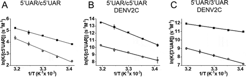 Figure 4. Temperature dependence of 5ʹUAR/c5ʹUAR and 5ʹUAR/3ʹUAR annealing in the (A) absence and (B and C) presence of DENV2C. The reactions between (A) 10 nM 5ʹUAR and 10 μM c5ʹUAR, (B) 10 nM 5ʹUAR and 500 nM c5ʹUAR in the presence of DENV2C and (C) 10 nM 5ʹUAR and 500 nM 3ʹUAR in the presence of DENV2C were monitored at various temperatures (20°C, 25°C, 30°C, 35°C and 40°C) to obtain fast, kobs1 and slow, kobs2 reaction rates. Natural logarithms of the fast (solid squares) and slow (open circles) reaction rates were plotted against the inverse of temperature. Solid lines are fits to EquationEquation (5)(5) lnkobsc5′UAR=lnA−EaR1T(5) . The Ea obtained from fitting were used to calculate transition state enthalpies (Table 2) using ΔH=Ea−RTwith T = 293.15 K. Excitation and emission wavelengths were 480 nm and 520 nm, respectively. Error bars represents the standard deviations of at least three repeats