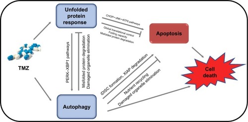Figure 1 Schematic representation of the functional relationship between unfolded protein response, autophagy, apoptosis, and glioma cell fate under TMZ treatment.Notes: Under TMZ treatment, ER stress (unfolded protein response), autophagy, and apoptosis occur in glioma cells. Complex interactions between these pathways determine the fate of glioma cells. The UPR regulates autophagy through the PERK, XBP1, and other pathways, and autophagy can degrade misfolded protein aggregates or damaged organelles through a lysosome-associated degradation system. Meanwhile, upon ER stress stimulation, the UPR can facilitate apoptosis via CHOP, JNK, ATF6, and other pathways, or inhibit apoptosis through global translational control, and by regulating folding capacity and misfolded protein degradation through a proteasome-associated degradation system. iDISC formation and XIAP degradation are critical in the process of autophagy upregulation of apoptosis. However, autophagy can also inhibit apoptosis through nutrient recycling and elimination of damaged organelles.Abbreviations: ER, endoplasmic reticulum; TMZ, temozolomide; UPR, unfolded protein response.