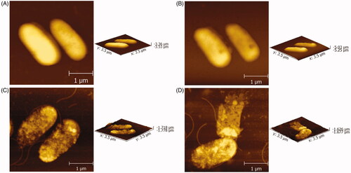 Figure 5. AFM micrographs of P. aeruginosa (A), P. aeruginosa + DMSO (B), P. aeruginosa + original CM (C) and P. aeruginosa + CM NPs (D), respectively.