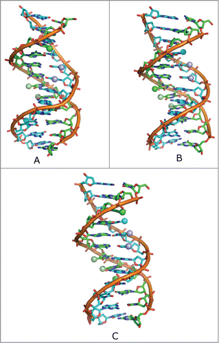 Figure 2. Top: Schematic representation of DNA dodecamer, depicting the positions of the methylated cytosines on both DNA strands (blue and green spheres). Shown here are: (A) 3-DNA, (B) 9-DNA, and (C) 3,9-DNA. The thymines are also depicted in violet and pale green.