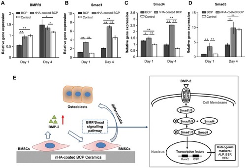 Figure 6 The expression of genes related to BMP/Smad signals – BMPRI (A), Smad1 (B), Smad4 (C), and Smad5 (D). Schematic illustration of the possible involvement of BMP/Smad signaling pathway in pro-osteogenic effects of nanostructured surface (E).  * refers to p<0.05, ** refers to p<0.01.