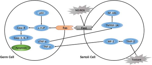 Figure 2. Regulation of the Fas/FasL signaling pathway in germ cells damaged by environmental toxicants. Toxic substances (such as MEHP, BLCO) activate matrix metalloproteinase-2 (MMP-2) by downregulating tissue inhibitors of metalloproteinases-2 (TIMP-2) on Sertoli cells and degrade tumor necrosis factor-alpha (TNF-α) (Yao et al. Citation2009). TNF-α interacts with TNF receptor superfamily member 1A (TNFRSF1A) on Sertoli cells to activate the nuclear transcription factor-kappa B (NF-kB) signaling pathway (Yao et al. Citation2007), thus stimulating expression of FasL and initiating germ cell apoptosis. Therefore, to some extent, the sensitivity of the germ cell may be regulated by the Sertoli cells via mediating Fas/FasL signaling in germ cell apoptosis (Yao et al. Citation2009).