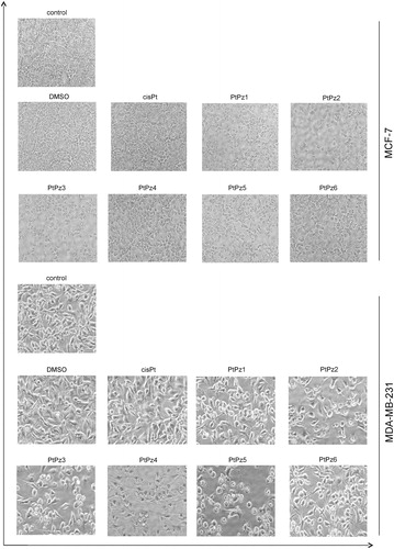 Figure 5. Morphological changes in MCF-7 and MDA-MB-231 cells incubated with 20 µM of PtPz1–PtPz6 for 24 h exposure. Representative photographs are shown. Morphological effects evaluated by phase contrast microscopy (magnification ×100).