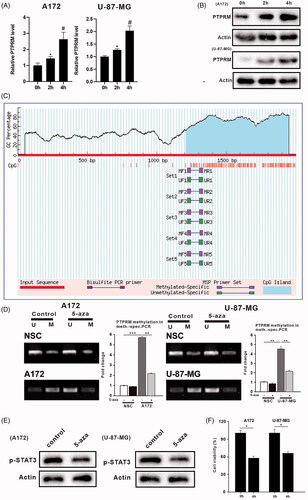 Figure 3. DNA methylation affected PTPRM expression, the phosphorylation level of STAT3, and proliferation of GBM. A172, U-87 MG, and NSCs were treated with 5-aza (1uM). (A) The mRNA level of PTPRM was quantified by qRT-PCR. (B) The protein level of PTPRM was examined by western blot. (C) The online analysis software (http://www.urogene.org/cgi-bin/methprimer/methprimer.cgi) was used to analyze the PTPRM promoter region. (D) MSP was performed to detect the PTPRM methylation levels. (E) STAT3 phosphorylation level was evaluated using western blot. (F) MTT assay was used to detect cell proliferation. *p < 0.05 vs. 0 h. **p < 0.01 vs. 5-aza (−). ***p < 0.001 vs. 5-aza (−). #p < 0.05 vs. 2 h.