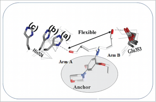 Figure 10. The lead compound BR 46 capturing an ensemble of ER conformations.