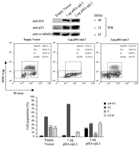 Figure 6. Effects of rpL3-mediated upregulation of p21 gene expression on the cell cycle. (A) Protein samples from Calu-6 cells transfected with 2 μg of pcDNAHAV3 (empty vector), 1 μg or 2 μg of pHA-rpL3 were analyzed by WB assay with antibodies directed against the HA tag and p21. Loading in the gel lanes was controlled by detection of α-tubulin protein. (B) The same samples were stained with FITC conjugated anti-5-bromodeoxyuridine antibody and counterstained with propidium iodide and analyzed for DNA synthesis and for DNA content by flow cytometry 48 h after transfection. On the bottom, the percentage of cells in different phases of cell cycle is shown.
