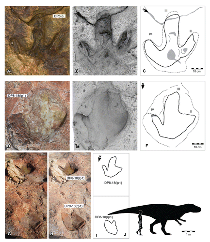 FIGURE 24. Broome theropod morphotype C, from the Yanijarri–Lurujarri section of the Dampier Peninsula, Western Australia. Left pedal impression, UQL-DP6-3, preserved in situ as A, photograph; B, ambient occlusion image; and C, schematic interpretation. Possible left pedal impression, UQL-DP8-18(lp1), preserved in situ as D, photograph; E, ambient occlusion image; and F, schematic interpretation. Trackway UQL-DP8-18, in G, oblique view photograph; H, with two tracks highlighted; and I, as a schematic map. J, silhouette of hypothetical Broome theropod morphotype C trackmaker based on UQL-DP6-3, compared with a human silhouette. See Figure 19 for legend.