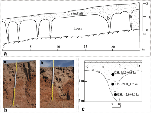 Figure 4. (A) Shandan Horse Farm section on the north slope of the Qilian Mountains on the northeastern Qinghai-Tibet Plateau. (B) Wedges in the Shandan Section. (C) Schematic diagram illustrating the wedge and dating.