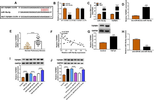 Figure 5. Circ_0007535 induced TGFBR1 upregulation by targeting miR-18a-5p. (A) Starbase was used for binding prediction between miR-18a-5p and TGFBR1. (B-D) Dual-luciferase reporter assay (B), RIP assay (C) and pull-down assay (D) were applied to confirm miR-18a-5p interaction with TGFBR1. (E) TGFBR1 level was measured in lung tissues from 27 pulmonary fibrosis patients and 27 normal controls via using RT-qPCR. (F) The expression correlation between miR-18a-5p and TGFBR1 in pulmonary fibrosis patients was analysed by Pearson correlation analysis. (G) Western blot was performed for protein analysis of TGFBR1 in TGF-β1-treated HFL1 cells. (H) RT-qPCR was used to determine miR-18a-5p level after anti-miR-NC or anti-miR-18a-5p transfection. (I) TGFBR1 protein level was examined by western blot after miR-18a-5p, anti-miR-18a-5p or control transfection. (J) TGFBR1 protein determination was performed via western blot after TGF-β1-treated HFL1 cells were transfected with si-circ_0007535, si-circ_0007535 + anti-miR-18a-5p or relative control groups. ***p < 0.001, ****p < 0.0001, n = 3.