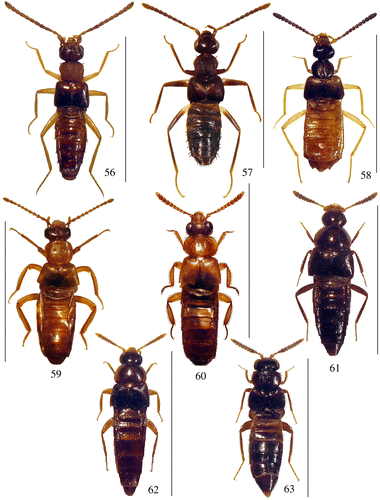 Figures 56–63 Habitus of 56: Episkiodrusilla malayrubricollis n. sp.; 57: Rabdotodrusilla malaysiensis n. sp.; 58: Drusilla perakensis n. sp.; 59: Zyras (Glossacantha) malaybipunctatus n. sp.; 60: Zyras (Diaulaconia) malaycompressicornis n. sp.; 61: Pseudoplandria squamarum n. sp.; 62: Pseudoplandria trabis n. sp.; 63: Tetrasticta caputcyrneum n. sp.; Scale bars: 56: 2.7 mm; 57: 3 mm; 58: 3.9 mm; 59: 7 mm; 60: 7 mm; 61: 2.7 mm; 62: 3 mm; 63: 3.4 mm.