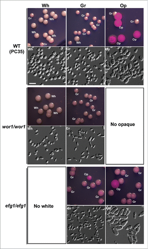 Figure 6. Wor1 and Efg1 regulate white-gray-opaque transitions in C. dubliniensis. Wh, white; Gr, gray; Op, opaque. Cells were grown on Lee's GlcNAc medium in air at 25°C for 5 d The switching frequency data are shown in Figure S7. No opaque colonies were observed in the wor1/wor1 mutant, and no white colonies were observed in the efg1/efg1 mutant.