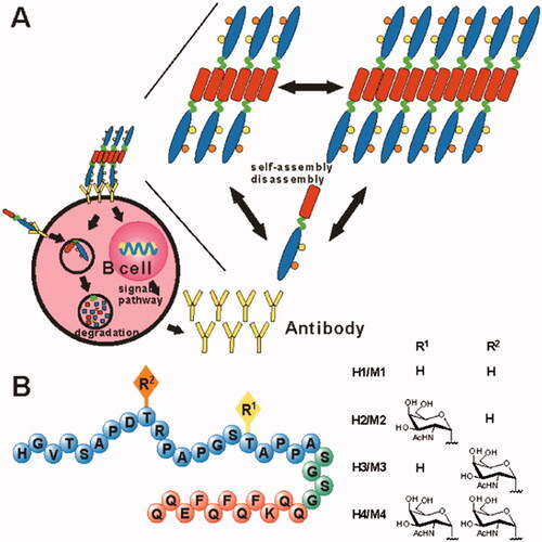 Figure 6. H1, H2, H3, and H4 self-adjuvant vaccine design. (A) Vaccine candidates can self-assemble into fibers and activate B cells. (B) The vaccination candidates H1, H2, H3, and H4 comprise the MUC1 VNTR's 20-mer B-cell epitopes M1, M2, M3, and M4 (peptide sequence in blue). Each vaccination contains a unique MUC1 glycosylation pattern (R, yellow, and orange, with R moieties specified on the right), a SA Q11 domain (red), and a flexible spacer (green). Reproduced with permission from ACS 2012 (Darvin et al., Citation2018).