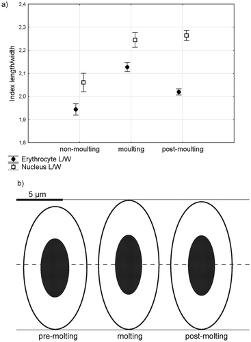 Figure 3. The changes in shape of erythrocytes and their nuclei during the molt, expressed with shape index (a) and real values (b).