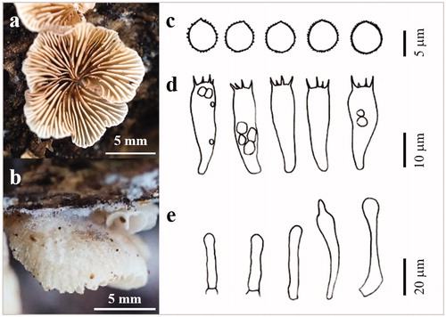 Figure 7. The basidiocarp surface (a) and (b) and microscopic features (c–e) of Crepidotus brunnescens KUC20180712-66. (c) Basidiospores; (d) Basidia; (e) Cystidia.