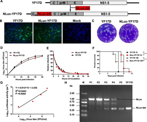 Figure 1. Construction and characterization of NLuc-YF17D. (A) Strategy for the construction of the infectious cDNA clone of NLuc-YF17D. (B) Viral E protein expression in BHK-21 cells infected with the parental YF17D and NLuc-YF17D at an MOI of 1. The IFA was performed at 24 h post-infection. (C) Plaque morphology of YF17D and NLuc-YF17D in BHK-21 cells. (D) Growth curves of the parental YF17D and NLuc-YF17D in Vero cells. Cells were infected with viruses at an MOI of 1, and viral titres in the culture supernatant were determined by plaque assay on BHK-21 cells. (E) Thermal stability assay. Aliquots of 1000 PFU of the corresponding viruses in 1 ml DMEM were incubated at 40°C for the indicated period of time and titred by plaque assay on BHK-21 cells. (F) One-day-old BALB/c suckling mice (n = 6–8 per group) was i.c. infected with the indicated dose of viruses and monitored daily for 11 days to assess morbidity and mortality. Kaplan–Meier survival curves were analyzed by Log-rank (Mantel–Cox) test using standard GraphPad Prism software 6.0; ***extremely significant (p < 0.001). (G) Viral titre was plotted against luciferase activity in the culture supernatant. Vero cells were infected with NLuc-YF17D at an MOI of 1 and culture supernatant was collected at indicated time points and stored at −80°C. Bioluminescent signals and viral titre in the collected culture supernatant were determined by luciferase assay and plaque assay, respectively. (H) Genetic stability of NLuc-YF17D. RT-PCR was performed to amplify the region containing the NLuc gene for the serially passaged viruses. The size of the region containing the NLuc gene is 997 bp, and it gets 415 bp after the loss of NLuc gene.