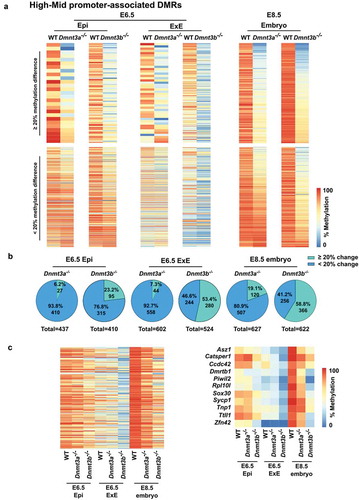 Figure 6. Developmental decline in compensatory DNA methylation mechanism in response to Dnmt3a- or Dnmt3b-deficiency at promoter-TSS associated with High-Mid DMRs. (a) Heatmaps comparing the DNA methylation profiles of wt vs Dnmt3a-/- or wt vs Dnmt3b-/- for E6.5 epiblast, E6.5 extraembryonic ectoderm [Citation16] or E8.5 embryo [Citation15] in 100 bp tiles overlapping promoter-associated High-Mid DMRs that are highly methylated in the embryo (≥80%) and mildly methylated in the placenta (≥20 and <80%). Upper panel represents regions with a difference of methylation of at least 20% between wt and Dnmt3a-/- or wt and Dnmt3b-/-. Lower panel represents stable regions (lower than 20% difference in methylation). (b) Pie charts representing promoter-associated High-Mid DMR numbers for each comparison in A). (c) Heatmap of the methylation levels of tiles commonly represented in all 9 public data samples that overlap with promoters-associated High-Mid DMRs (n = 314 tiles) (left panel). Heatmap of the methylation level of genes associated with piRNA, gamete generation and germ cells or meiotic nuclear division that are covered in all nine public datasets (right panel).