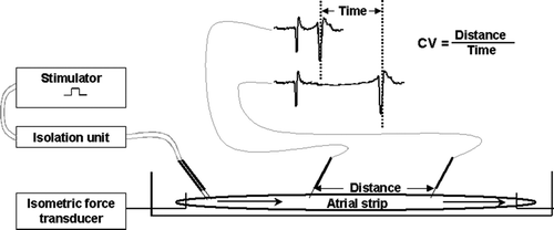 Figure 1. Schematic presentation of the experimental setup used for the measurement of atrial conduction (CV). Two microelectrodes were placed on a line along the long-axis of the preparation and the distance between them was measured using a stereomicroscope with a calibrated ocular grid. The extracellular action potentials were used for determination of conduction time at the two electrodes. Atrial CV was calculated as the interelectrode distance (mm) divided by the time (ms) between the peaks of the differentiated extracellular signals from the proximal and distal microelectrodes. For detailed description see the methods.