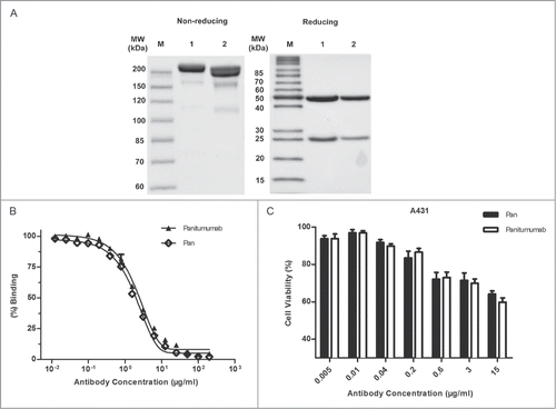 Figure 1. Characterization of Pan. (A) SDS-PAGE analysis of purified Pan under nonreducing (8% polyacrylamide gel) and reducing (12% polyacrylamide gel) conditions. Lane 1, Pan; lane 2, panitumumab; M, Protein Marker. (B) Competitive binding assay. Pan and panitumumab was evaluated in ELISA for their ability to compete with biotin-conjugated panitumumab for binding to coating EGFR-Fc. Points, mean of 3 independent determinations; Bars, SEM. (C) Proliferation of A431 cells grown in the presence of increasing concentrations of panitumumab or Pan. Points, mean of 3 independent CCK-8 assays; Bars, SEM.