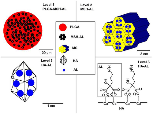 Figure 20 Schematic illustration of PLGA/MSH-AL’s three-level structure.