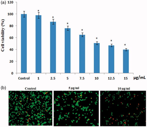 Figure 6. Cytotoxic potential of AuNPs from A. sessilis in HeLa cervical cancer cell lines.