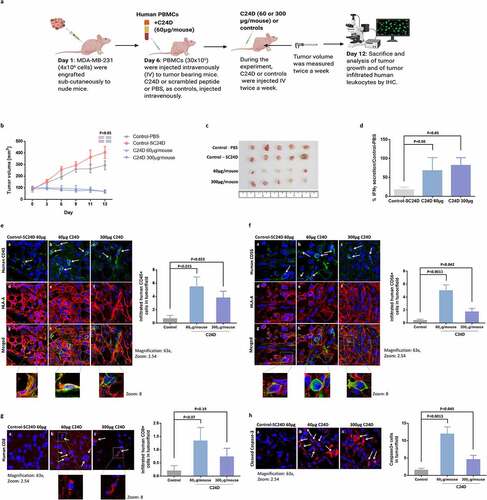 Figure 2. Treatment with C24D reduced TNBC tumor growth in vivo: a. Protocol of the immunocompetent mice in vivo TNBC model. b. Effect of C24D on tumor growth. Tumors were measured twice-weekly in the 4 groups: Control PBS (n = 6), S-C24D (n = 8), C24D (60 μg/ml per mouse, n = 8) and C24D (300 μg/ml per mouse, n = 8). Analysis of results presented as Mean ± SD. c. Photographs of representative tumors, extracted from mice in each group, 13 days after treatment. d. Percentage IFN-γ secretion in serum of mice treated with C24D vs. control (S-C24D). Analysis of results presented as Mean ± SD (p <0.05). e. Immunofluorescence analysis and quantification of tumor (red) infiltrating human CD45+ cells (green) in mice treated with C24D, compared to S-C24D treated mice. f. Immunofluorescence analysis and quantitation of activated human CD56+ tumor (red) infiltrating cells (green). g. Immunofluorescence analysis and quantitation of human CD8+ cells (red). h. Immunofluorescence analysis and quantitation of apoptotic tumor cells (red). Analysis of results presented as Mean ± SD calculated in 5 fields per slide in 5 different slides