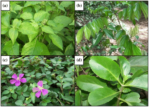 Figure 4. Espèces les plus fréquemment citées, dans leur milieu naturel (a) Ocimum gratissimum; (b) Manotes longiflora; (c) Dissotis rotundifolia; (d) Kalanchoe crenata [Photographies : M. Adiko; dans le « V-baoulé »].Figure 4. Most cited plants, in their natural habitat. (A) Ocimum gratissimum; (B) Manotes longiflora; (C) Dissotis rotundifolia; (D) Kalanchoe crenata [Photographs: M. Adiko; in the “V-baoulé” region].