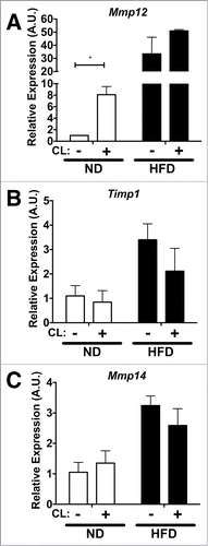 Figure 5. Acute lipolysis induces Mmp12 in visceral adipose tissues. Gene expression analysis of (A) Mmp12, (B) Timp1, and (C) Mmp14 in eWAT from ND (white bars) and HFD (black bars) fed mice after I.P. injection of CL−316243 (CL) for 3 days. (mean ± SEM; n = 3 per group, *P < 0.05).