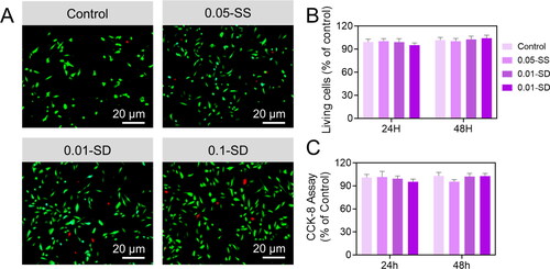 Figure 7. (A) The Live and Dead staining for primary cortical neurons 24 hrs after being treated with the Gen-SH degraded derivatives (SD). (B) Quantification of the percentage of living cells examined by Live and Dead staining. C) CCK-8 assay.