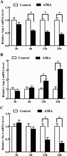 Figure 4. Effects of ATRA on the expression of Ang-1, Ang-2 and Tie-2 in antler chondrocytes. After antler chondrocytes were treated with ATRA for 3, 6, 12 and 24 h, the expression of Ang-1 (A), Ang-2 (B) and Tie-2 (C) was determined by real-time PCR.