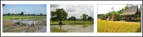 Figure 10. Rice field processing product.Source: Photos by research team
