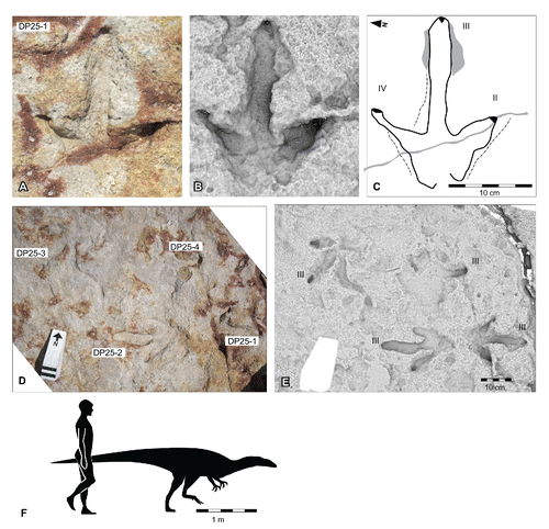 FIGURE 22. Broome theropod morphotype A, from the Yanijarri–Lurujarri section of the Dampier Peninsula, Western Australia. Possible left pedal impression, UQL-DP25-1, preserved in situ as A, photograph; B, ambient occlusion image; and C, schematic interpretation. The in situ platform containing four tracks as D, photograph; and E, ambient occlusion image. F, silhouette of hypothetical Broome theropod morphotype A trackmaker based on UQL-DP25-1, compared with a human silhouette. See Figure 19 for legend.