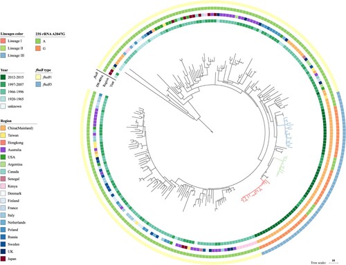 Figure 4. Genomic relationship of global ptxP1 strains. The tree was made using 235 B. pertussis genomes including the 47 Chinese ptxP1 strains sequenced in this study and was based on 2744 SNPs by the maximum parsimony method. Three erythromycin-resistant lineages I, II, and III were marked by red, green and blue respectively. Tohama I was used as the outgroup. The unit bar represents 10 SNPs. Isolate details (year, region, genotype of erythromycin-sensitvity and fhaB allele type) are shown as colour codes as per the legends.