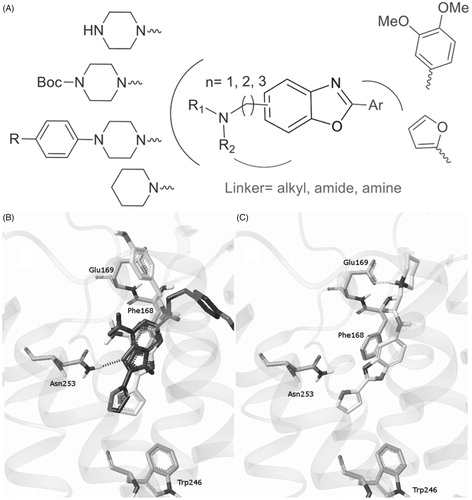 Figure 2. Molecular modelling-guided design. (A) Representation of various modulations around the benzoxazole scaffold. (B) Predicted binding mode of ZM-241385 in the apoA2AR-T4E pocket (dark) compared with the X-ray binding mode (gray). (C) Putative binding mode of compound F1 in the apoA2AR-T4E pocket.