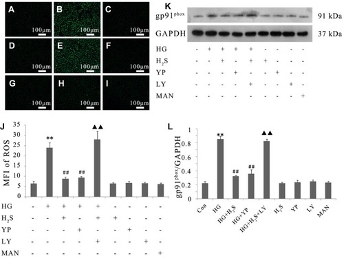 Figure 5 Activation of PI3K/AKT/eNOS pathway is implicated in the protective effect of H2S against HG-induced ROS generation in HUVECs. (A–I) Intracellular ROS levels were observed with DCFH-DA staining followed by photofluorography. (A) Control group. (B) HUVECs were exposed to 33 mM glucose (HG concentration) for 24 hrs. (C) HUVECs were pretreated with 400 μM NaHS before HG treatment. (D) HUVECs were pretreated with 20 μM 740 Y-P before HG treatment. (E) HUVECs were co-treated with 10 μM LY294002 and 400 μM NaHS prior to HG treatment. (F) HUVECs were treated with 400 μM NaHS alone. (G) HUVECs were treated with 20 μM 740 Y-P alone. (H) HUVECs were treated with 10 μM LY294002 alone. (I) HUVECs were treated with 33 mM mannitol alone. (J) Quantitative analysis of the MFI of DCFH-DA in (A–I) with ImageJ 1.41o software. (K) Variations in the expression level of gp91phox in the indicated groups. (L) Densitometric analysis of the results in (K). Experiments were repeated three times. Data are presented as the mean ± standard error of the mean. **p < 0.01 compared with the control group; ##p < 0.01 compared with the HG-treated group; ▲▲p < 0.01 compared with the group pretreated with NaHS before HG treatment. Con, control group; HG, high glucose (33 mM); YP, 740 Y-P; LY, LY294002; MAN, mannitol.