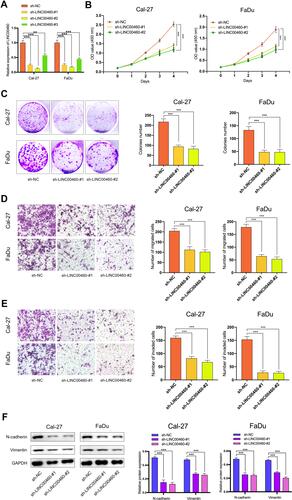 Figure 2 Silencing of LINC00460 attenuated HNSCC cell proliferation, invasion, migration, and EMT. (A) RT-qPCR analysis of LINC00460 mRNA in Cal-27 and FaDu cells treated with sh-LINC00460 (B) CCK-8 assays were applied to detect cell viability of Cal-27 and FaDu cells. (C) Colony formation assays were used to measure cell proliferation ability. (D and E) Representative results of transwell migration assays and invasion assays in Cal-27 and FaDu cells. (F) Relative expression of EMT-related genes in Cal-27 and FaDu cells detected by Western blot analysis. (scale bar: 200 μm for transwell assay). **P < 0.01, ***P < 0.001.