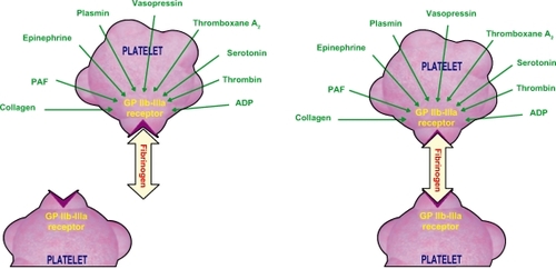 Figure 1 Mechanisms involved in platelet aggregation.