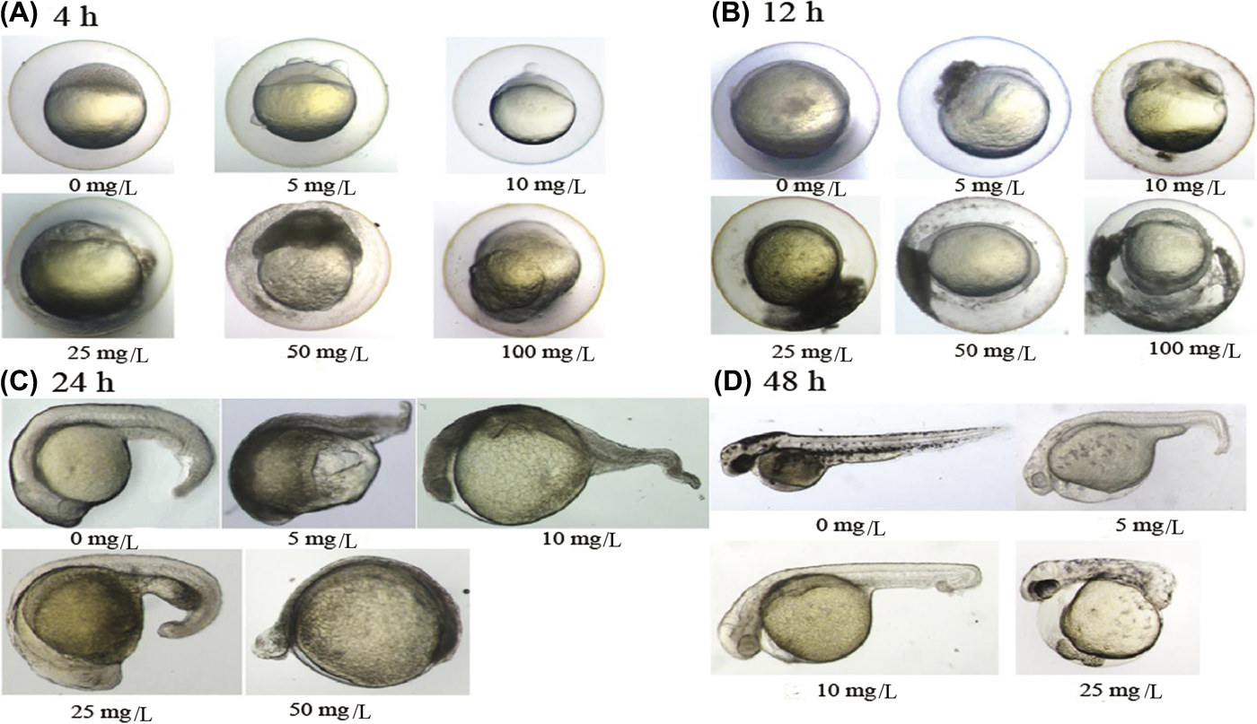 Figure 4. The effect of different concentrations (0, 5, 10, 25, 50, and 100 mg/L) of nano-Ag on zebrafish embryonic development during the cleavage period (A: 4 hpf, B: 12 hpf, C: 24 hpf, and D: 48 hpf).