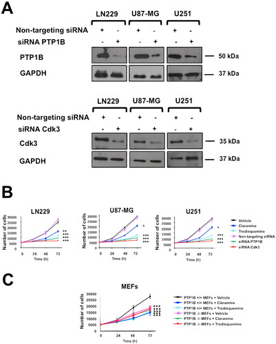 FIG 4 PTP1B and Cdk3 depletion impairs cell proliferation. (A) GB cells were transfected with siRNAs targeting PTP1B or Cdk3, and the expression of both proteins was assessed by immunoblot. GAPDH was used as loading control. (B) GB cells were synchronized at G0 by serum deprivation and incubated 3 h with vehicle, claramine 2 µM, trodusquemine 2 µM, or transfected with nontargeting siRNAs or siRNAs targeting PTP1B or Cdk3. Cells were counted every 24 h. Proliferation of LN229, U87-MG and U251 cells is represented as mean ± SE of three independent experiments. (C) Ptp1b +/+ and Ptp1b −/− MEFs were synchronized at G0 by serum deprivation and incubated 3 h with vehicle, claramine 2 µM, trodusquemine 2 µM. Cells were counted every 24 h. Proliferation of Ptp1b +/+ and Ptp1b −/− MEFs is represented as mean ± SE of three independent experiments.