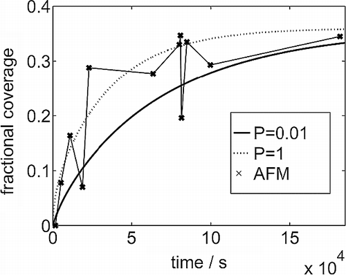 Figure 1 Coverage of the substrate observed in AFM experiments against exposure time. The smooth curves come from a solution of the diffusion equation, assuming translational symmetry across the system, starting with a uniform distribution of the lysozyme in solution and a bare adsorbing substrate. The sticking coefficient onto bare substrate is P = 1.0 and 0.01.