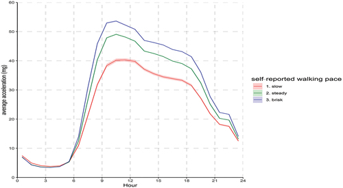 Figure 1. Physical activity across the 24 h day in self-reported slow, steady and brisk walkers. Adjusted for sex, age, deprivation, ethnicity and season of accelerometer wear. Values are hourly average marginal means (95% confidence interval).
