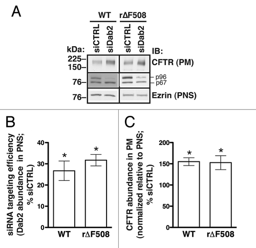 Figure 2. Experiments performed to determine the effects of Dab2 on the cell membrane abundance of WT-CFTR and r∆F508-CFTR in human airway epithelial cells (CFBE41o-). Cells were transfected with siRNA specific for the human Dab2 gene (siDab2) or with a non-silencing siRNA control (siCTRL). The Dab2 gene is alternatively spliced to produce two proteins, p96 and p67 (30). Because the Dab2 p96 functions as an endocytic adaptor, it was specifically targeted by the siRNA. CFBE41o- cells expressing ∆F508-CFTR were cultured at 27°C for 36 h before experiments to increase biosynthetic processing and thus enhance the cell membrane abundance of rescued ∆F508-CFTR (r∆F508-CFTR). Representative western blots (A, middle row) and summary of experiments (B) demonstrate that siDab2 decreased the Dab2 p96 protein abundance in postnuclear supernatants (PNS) by ~70%. Silencing Dab2 increased the steady-state plasma membrane (PM) abundance of WT-CFTR and r∆F508-CFTR (A, top row; C). PM CFTR was isolated by cell membrane biotinylation. siDab2 did not alter ezrin expression in PNS. *, p < 0.05 vs. siCTRL. Summary data reflect 4 experiments (WT-CFTR) or 6 experiments (r∆F508-CFTR). Error bars, SE.