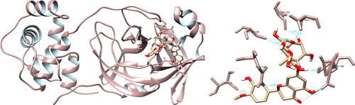 Figure 2. Hesperidin interactions with SARS-CoV-2 main protease, visualized in UCSF Chimera. Hesperidin formed seven hydrogen bonds with amino acids: Thr26, Asn142, Cys145, His164, Glu166 and Gln189.