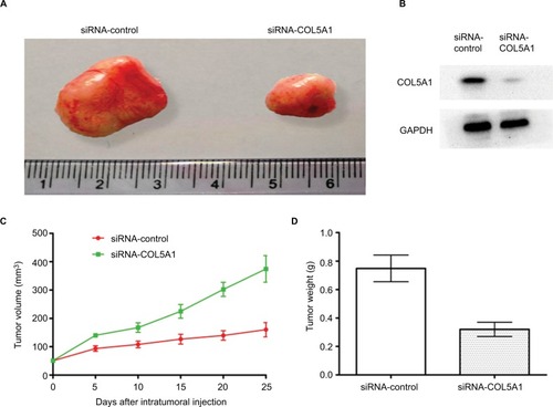 Figure 5 Effect of COL5A1 knockdown on tumor growth in vivo.Notes: (A) Knockdown of COL5A1 by siRNA inhibited the growth of Caki-1-derived xenografts in nude mice. (B) Knockdown of COL5A1 inhibited COL5A1 protein expression in vivo. (C) The tumor growth curves of the tumor xenografts. (D) The tumor weight of siRNA-control group and siRNA-COL5A1 group (P<0.05).