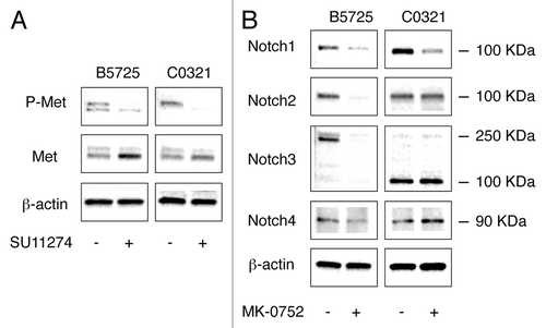 Figure 3. Effects of Met inhibitor SU11274 on Met expression and activation, and γ-secretase inhibitor MK-0752 on Notch receptor activation. (A) Western blot analysis of Met and phospho-Met in B5725 and C0321 cells incubated with SU11274 at a concentration of 6 μM (in DMSO) for 24 h, or incubated with same amount of DMSO as control. (B) Western blot for Notch receptors in B5725 and C0321 cells treated with 6 μM of MK-0752 for 24 h. Control was incubation with DMSO.