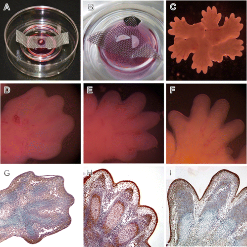 Figure 1.  Cultivation of mouse front limb explant cultures. Setting of individual limbs on a transparent filter (A) and on Millipore filters (B) supported by a metal grid in the Falcon dish. (C) Closer look at rosette cultivation of limb explants. (D–F) Macroscopical limb morphology after culture. (D) 12 hour of cultivation. (E) 24 hour of cultivation with progressing digit separation similar to that observed at E13.5 in vivo. (F) 48 hour of cultivation with advanced digit separation similar to that observed at E14.5 in vivo. (G–I) Histological sections showing proliferation as indicated by PCNA in limbs cultured for 12 hour (G), 24 hour (H), and 48 hour (I). PCNA positive cells are brown, blue background stained by haematoxylin. Alcian blue stains cartilage blue in cultures.