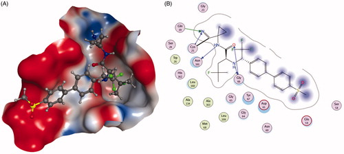 Figure 9. The interactions between 30 and Cat K from molecular modelling. (A) The pocket is shown in electrostatics representation. (B) The detailed interactions between 30 and Cat K. The molecular docking is calculated by AutoDock Vina. Green line: Sidechain hydrogen bond; Blue line: Backbone hydrogen bond; Black line: Covalent bond.