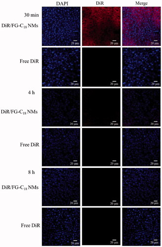 Figure 5. CLSM images of liver slices after i.v. administration of DiR/FG-C18 NMs and free DiR for 30 min at 4 h and 8 h. Note: Blue and red indicate DAPI and DiR fluorescence, respectively.